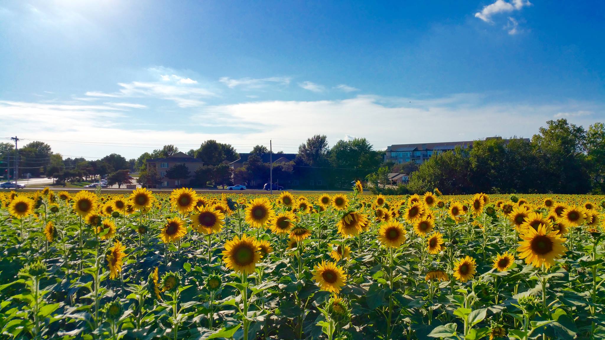 Kansas Sunflowers