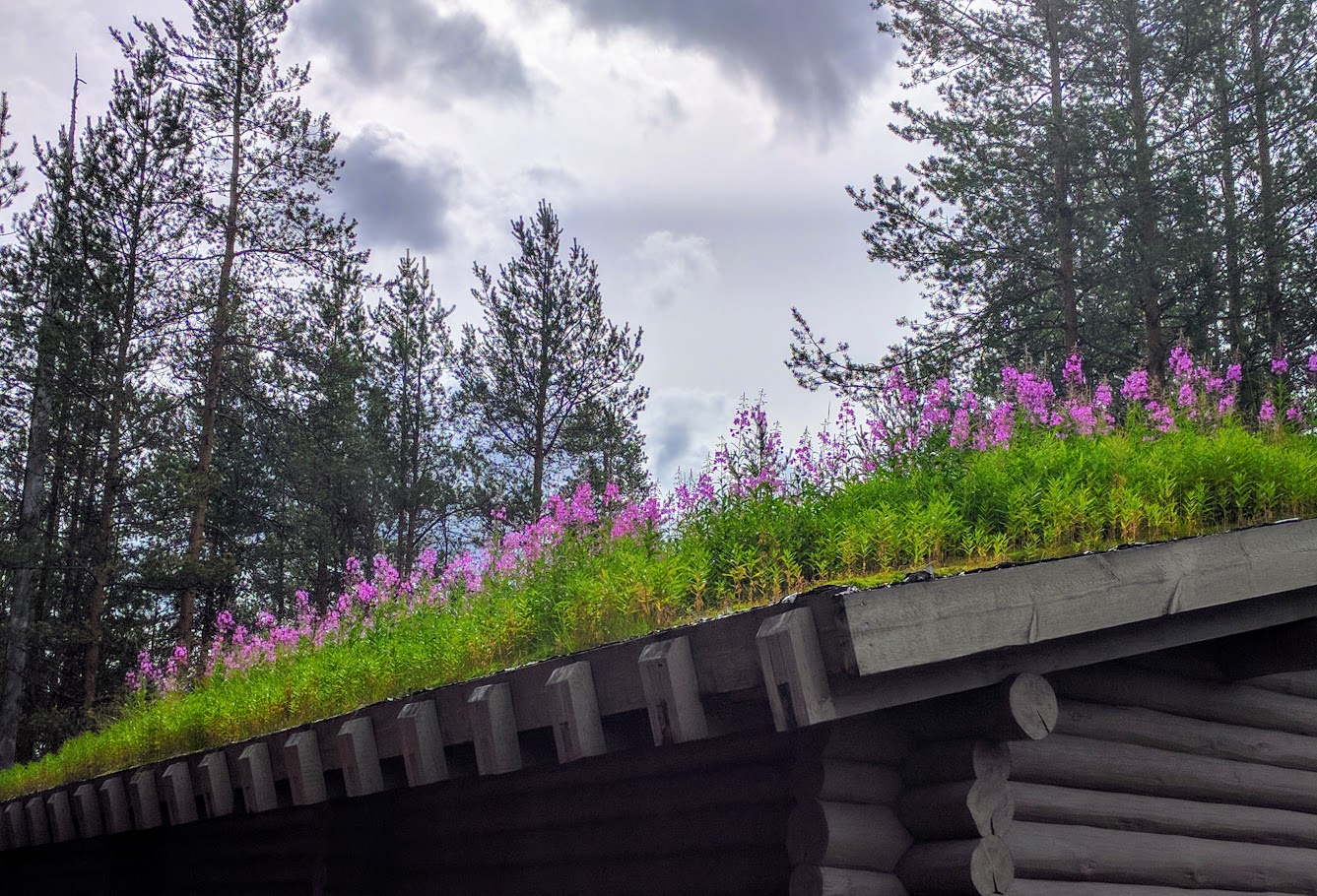 Purple and Grey, Oulanka, Finland